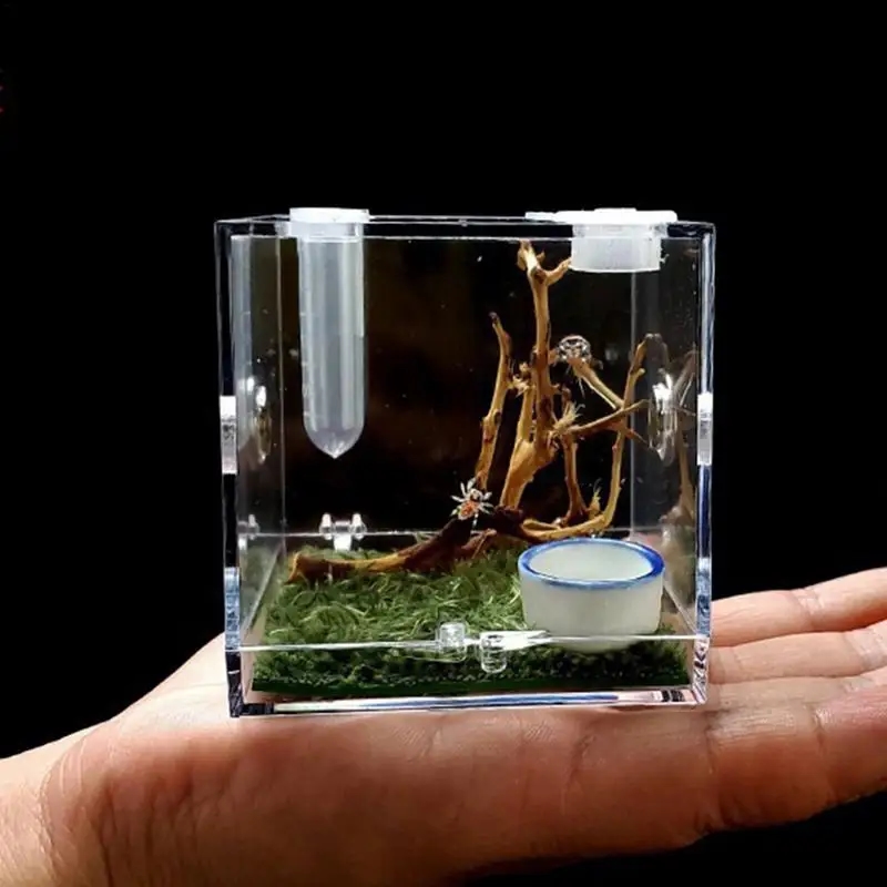 Transparentes Acrylterrarium zur Reptilienzucht und Insektenbeobachtung