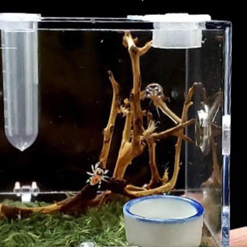 Das transparente Acrylterrarium ermöglicht die Beobachtung der Bewohner